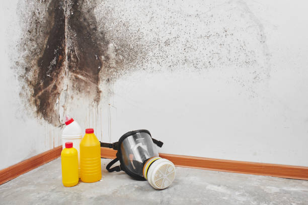 Best Attic Mold Removal  in North Ridgeville, OH