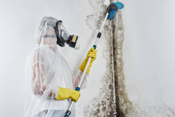 Best Toxic Mold Removal  in North Ridgeville, OH