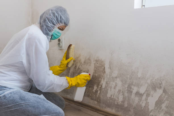 Best Black Mold Removal  in North Ridgeville, OH