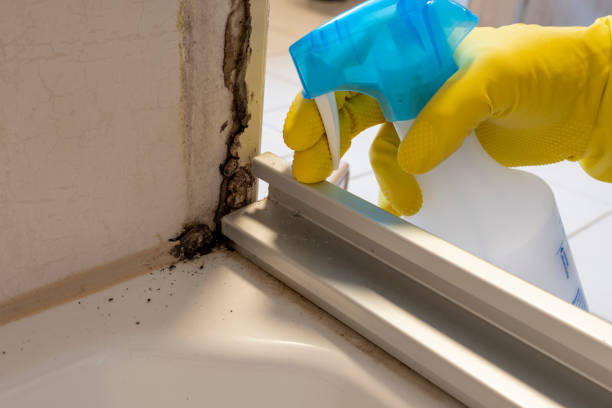 Best Certified Mold Removal  in North Ridgeville, OH