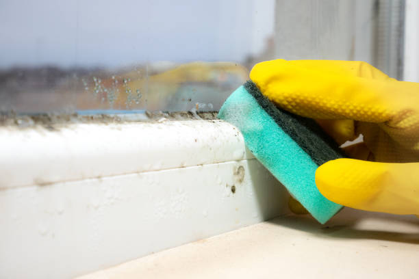 Best Black Mold Removal  in North Ridgeville, OH