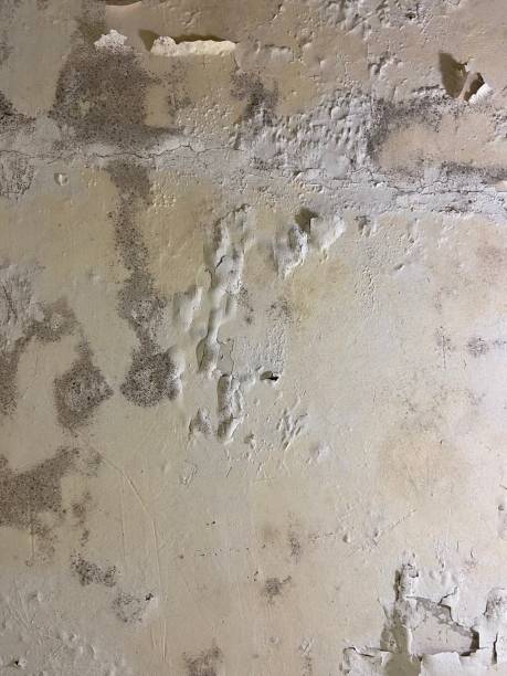 Mold Testing and Removal in North Ridgeville, OH