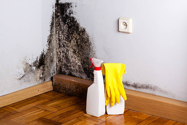 Best Mold Remediation  in North Ridgeville, OH