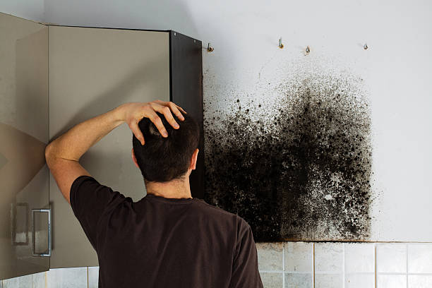 Best Emergency Mold Removal  in North Ridgeville, OH