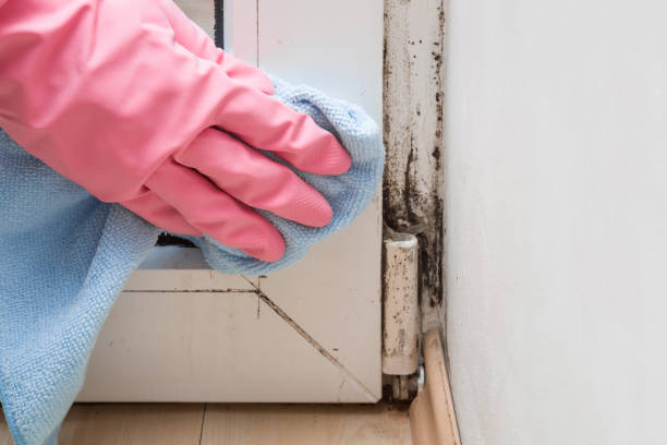 Best Attic Mold Removal  in North Ridgeville, OH