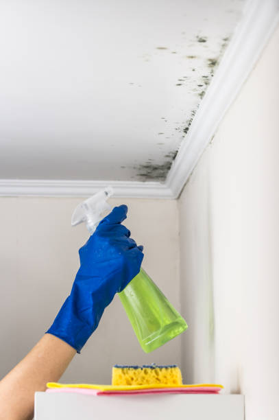 Best Office Mold Removal Services  in North Ridgeville, OH